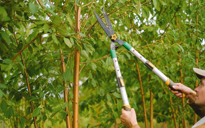 Tree trimming in Rouses Point, NY